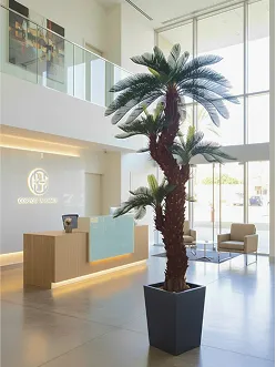 Árvores e Plantas de Interior
